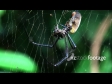 Spider Golden Orb 2 1297
